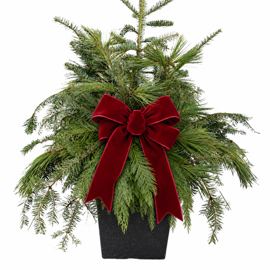 10" Square Classic Greens Winter Planter Workshop (Sun., Nov. 15 @ 11 AM)
