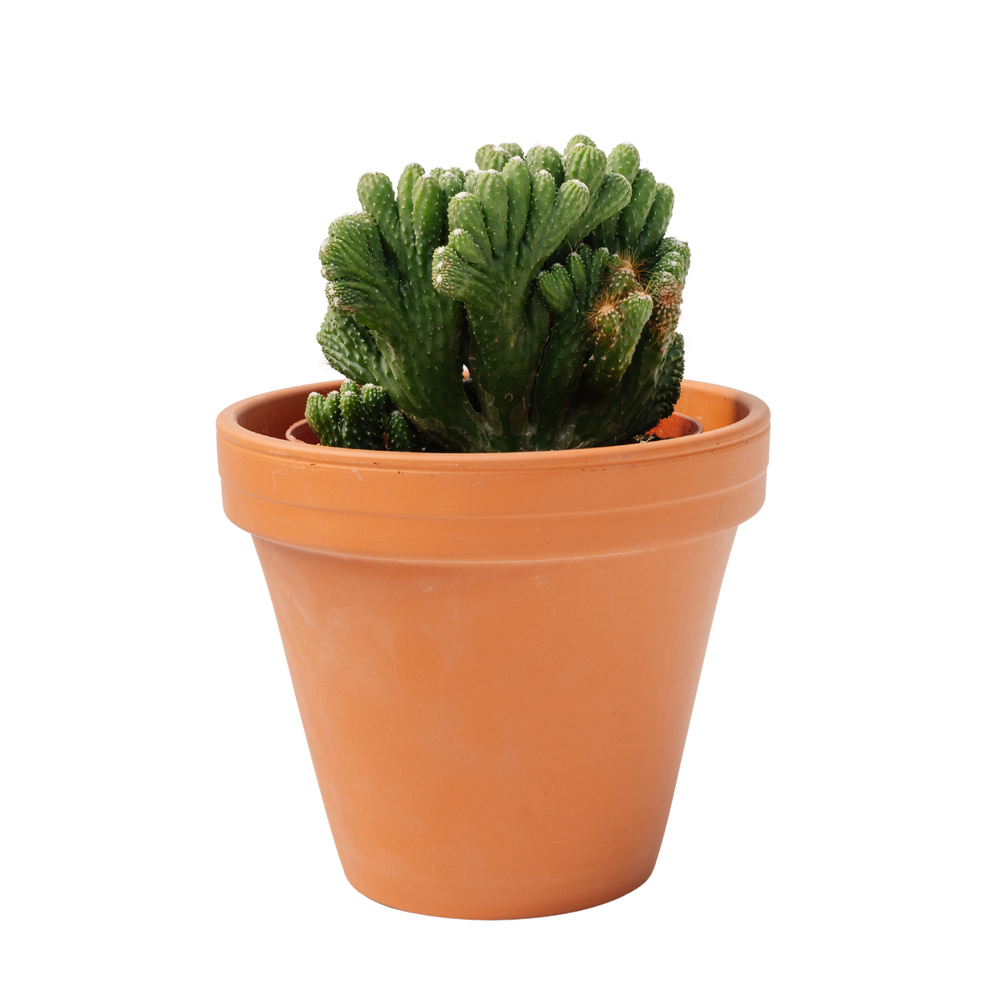 6" Jade Crassula Cereus Monstrous Green
