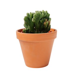 6" Jade Crassula Cereus Monstrous Green