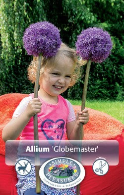 Allium Globemaster Bulbs