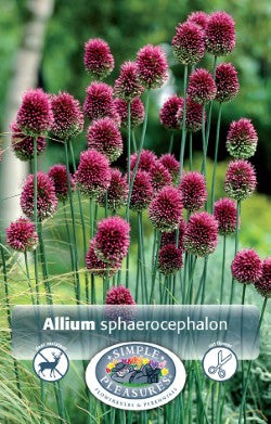 Allium Sphaerocephalon Drumstick Bulbs