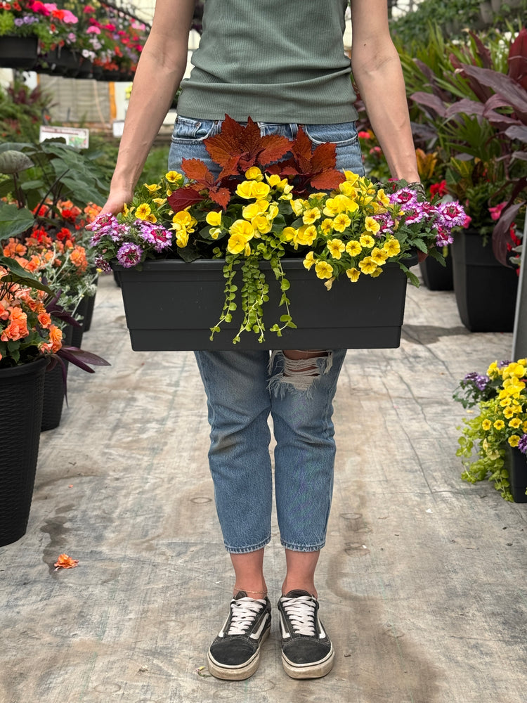 22" Begonia Window Box (Multiple Colours)