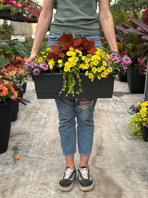 22" Begonia Window Box (Multiple Colours)