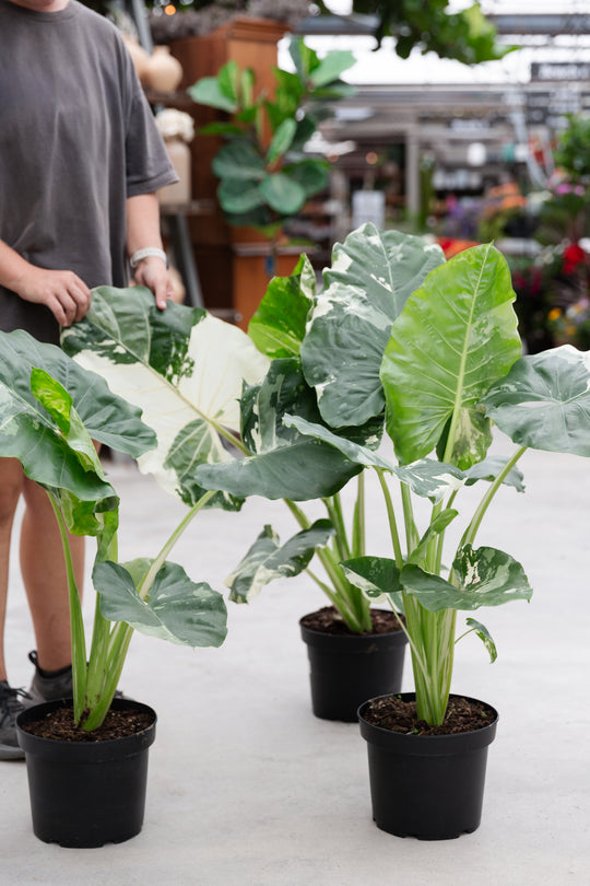 10" Alocasia Appaloosa Gold - Variegated