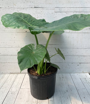 10" Alocasia Elephant Ear  - St. Joseph Catholic Elementary School