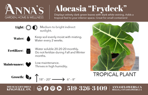 4" Alocasia Frydek