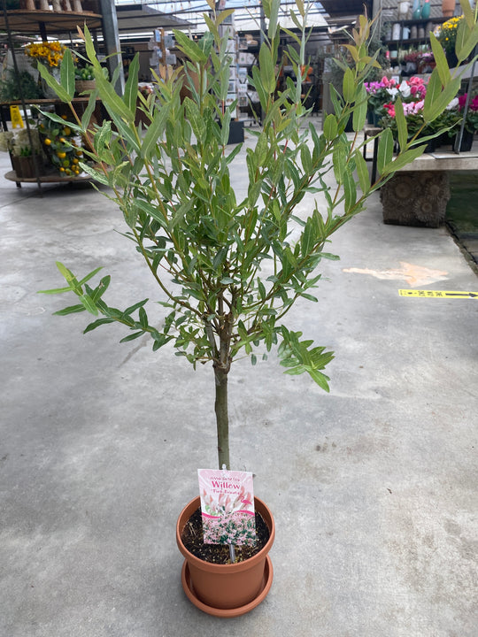 Variegated Willow Tree (Salix Hakuro Nishiki)