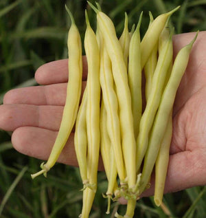 Gold Rush Bush Beans