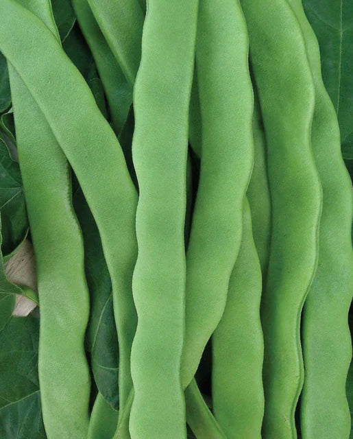 Hilda Romano Pole Bean Seeds