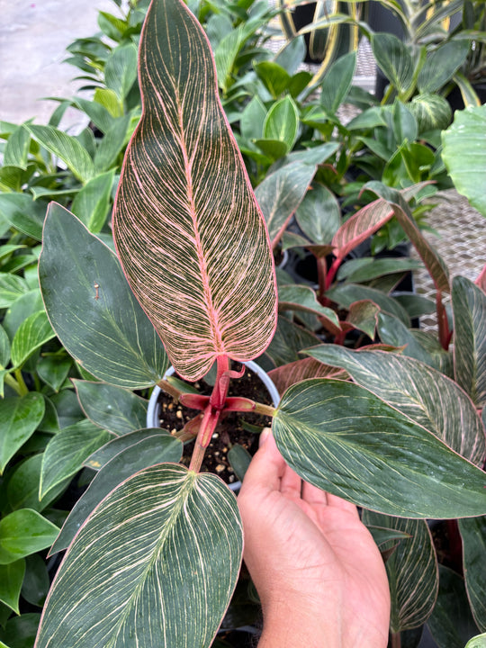 4" Philodendron Birkin Pink