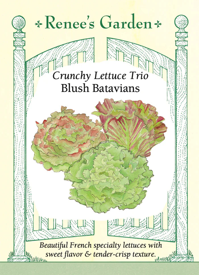 Lettuce Blush Batavians Trio Seeds