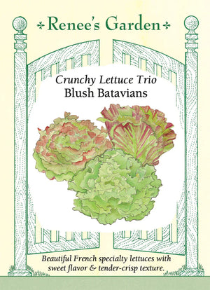 Lettuce Blush Batavians Trio Seeds