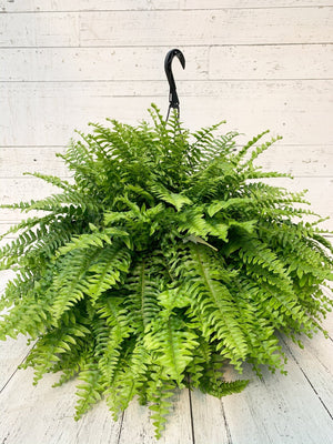 10” Boston Fern Hanging Basket  - United Way Windsor Essex