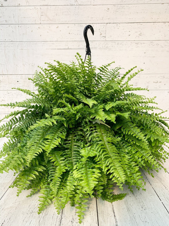 10” Boston Fern Hanging Basket  - Dr. David Suzuki Public School
