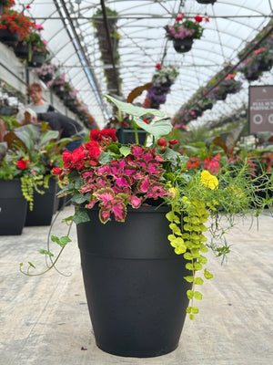 14" Hendrix Round Mix: Partial Sun/Shade