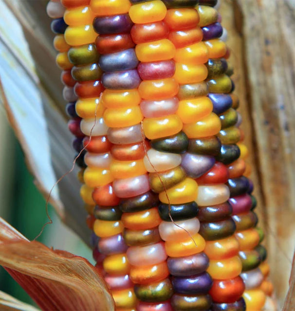 Glass Gem Corn Seeds