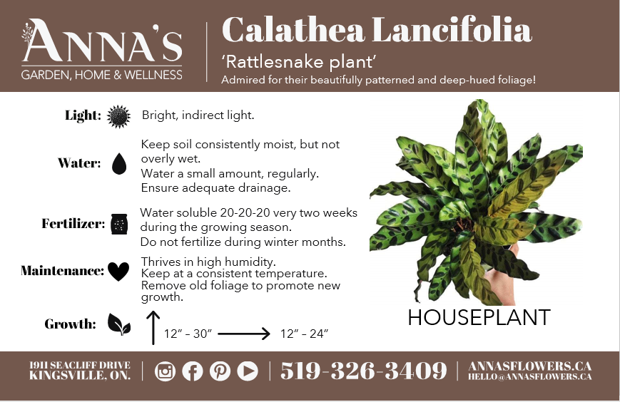 6" Calathea Lancifolia (Rattlesnake Plant) - Hundred Acre Wood School