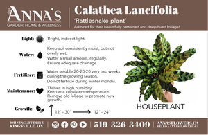 6" Calathea Lancifolia (Rattlesnake Plant) - Hundred Acre Wood School