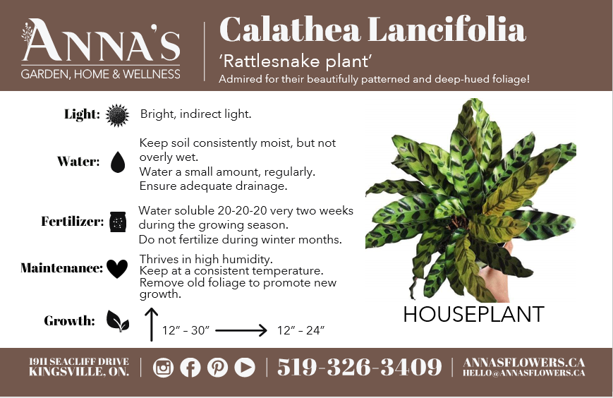6" Calathea Lancifolia (Rattlesnake Plant)  - Community Support Centre of Essex County