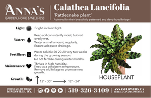 6" Calathea Lancifolia (Rattlesnake Plant)  - South Essex Community Council (SECC)