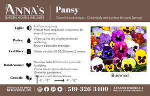 Pansy Bowl  - Community Support Centre of Essex County