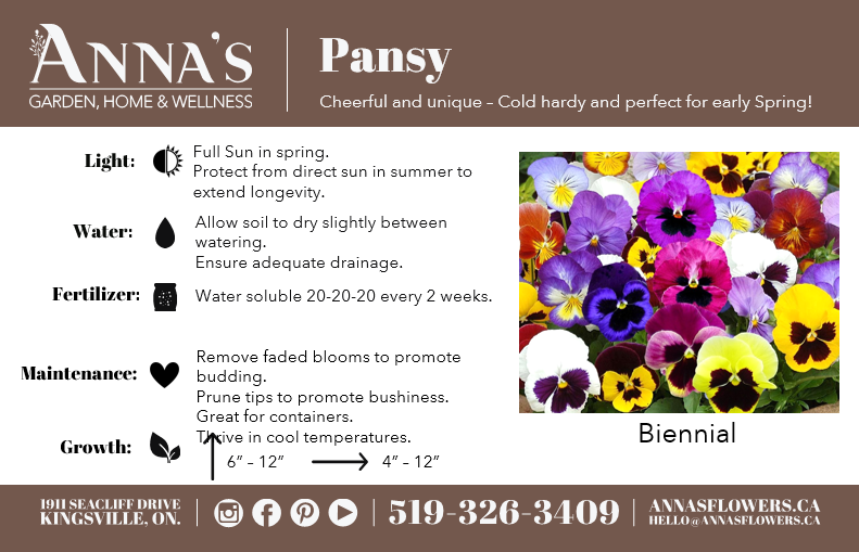 Pansy Bowl - Erie Migration District School  - Elementary