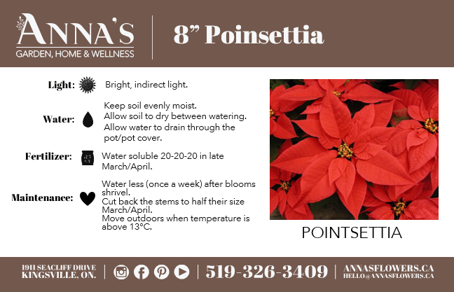 8" Poinsettia - Colchester North Public School