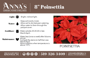 8" Poinsettia - Colchester North Public School