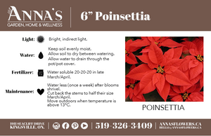 6" Poinsettia - Belle River Jr Canadiens