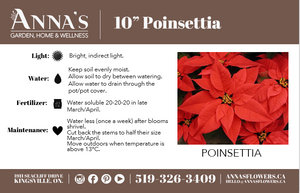 10" Poinsettia - Lakeshore Discovery