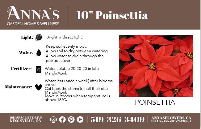 10" Poinsettia - Belle River Jr Canadiens