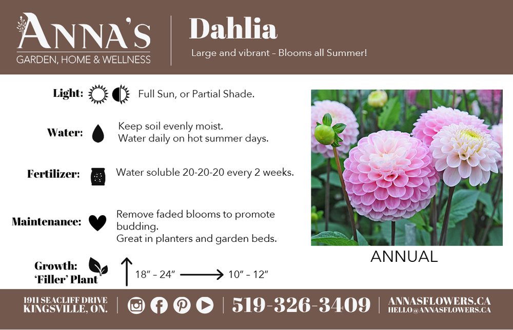 6" Annual Dahlia  - United Way Windsor Essex