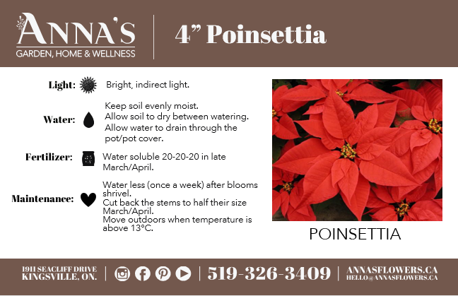 4" Poinsettia - Belle River Jr Canadiens