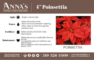 4" Poinsettia - Belle River Jr Canadiens