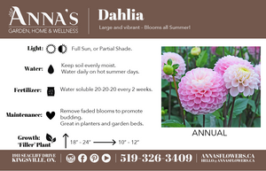 6" Annual Dahlia  - Lakeview Montessori