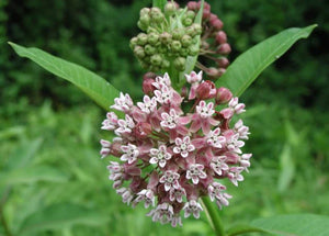 Northern Wildflowers Common Milkweed- Seed Pack 80  Count