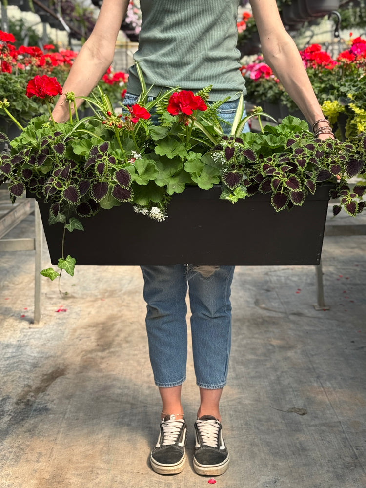 30" Tuscany Geranium Window Box (Multiple Colours)