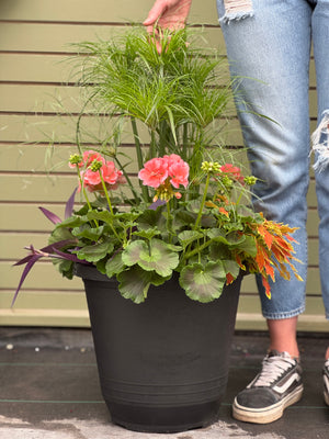 14” Torino Geranium: Full Sun/Partial Shade (Multiple Colours)