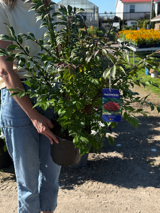Euonymus Alatus Compactus - Burning Bush