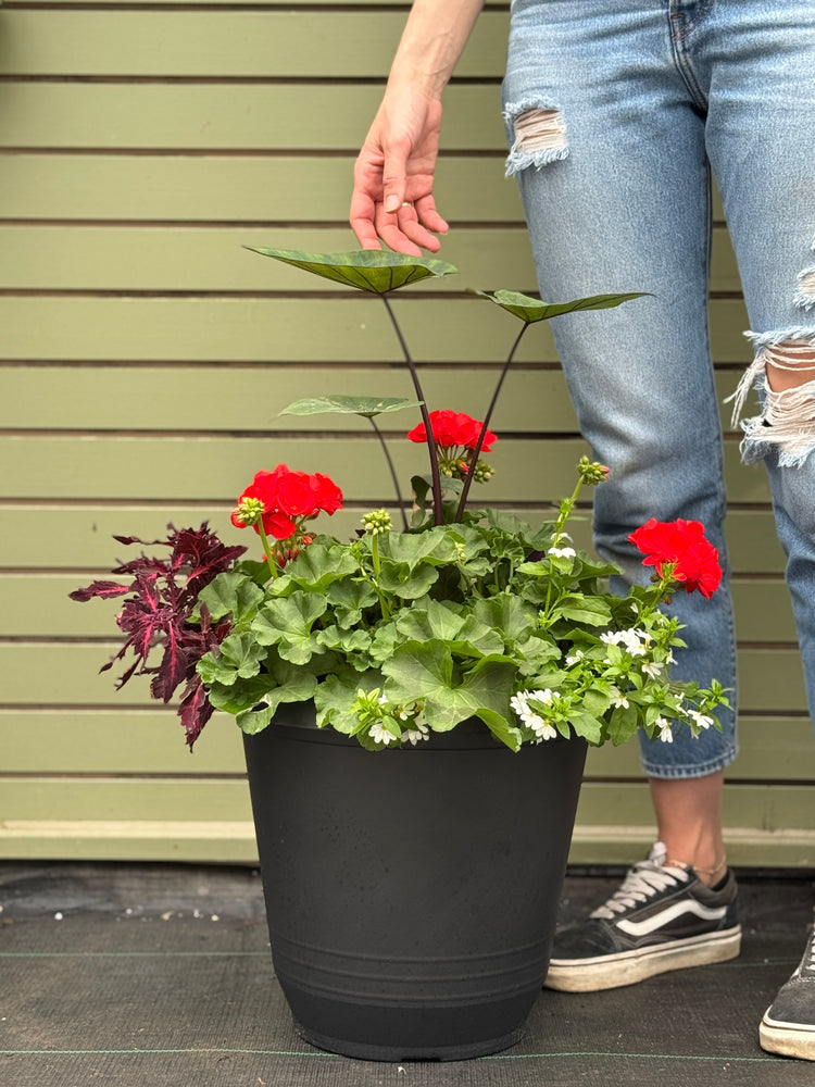 14” Torino Geranium: Full Sun/Partial Shade (Multiple Colours)