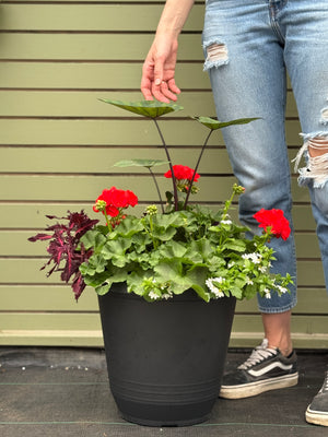 14” Torino Geranium: Full Sun/Partial Shade (Multiple Colours)