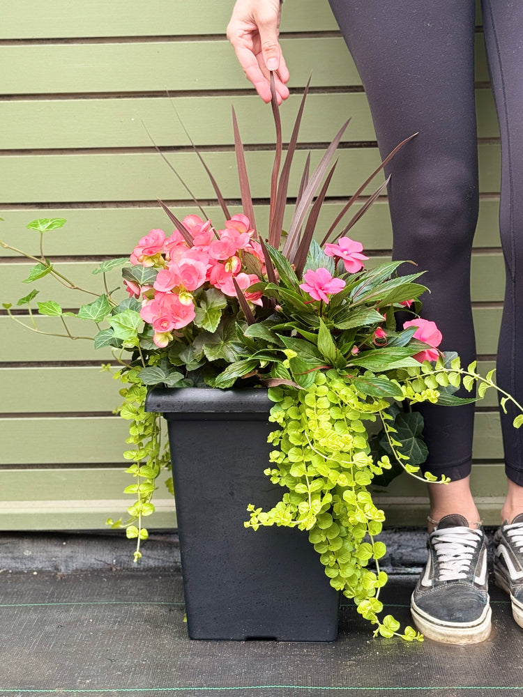 10" Tuscany Square Begonia/Impatien Patio Pot: Partial Sun/Shade (Multi-Colours)