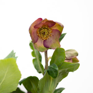 6" Hellebore (Multiple Colours)  - Canadian Mental Health Association