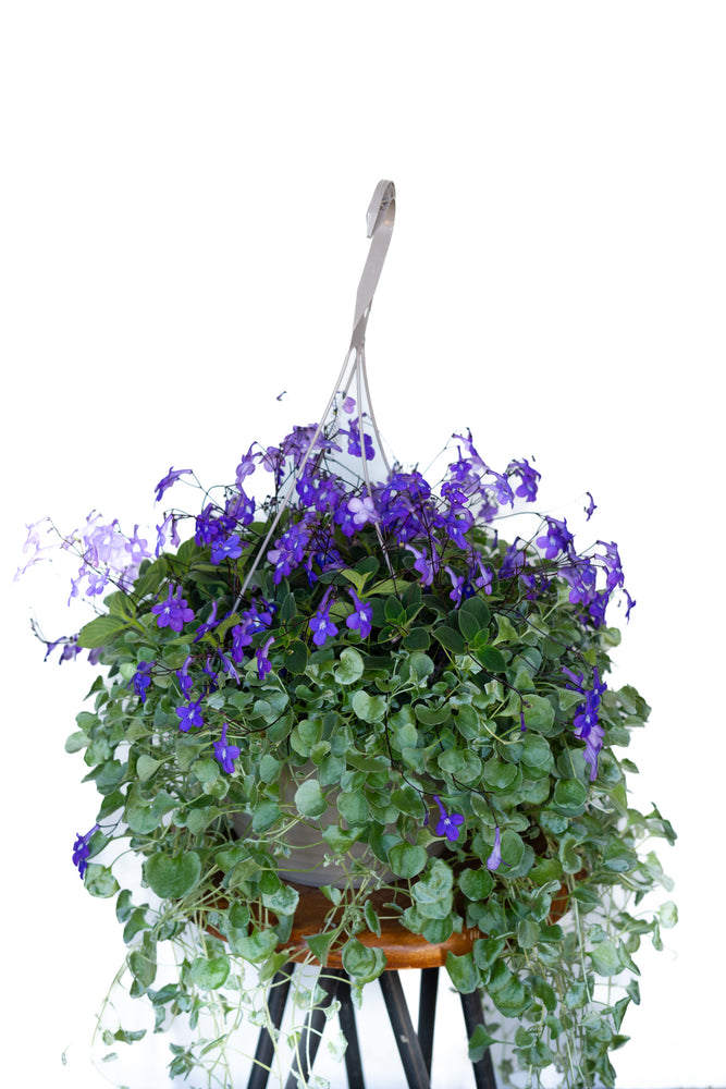 12" Streptocarpella Dichondra Silver Falls Hanging Basket