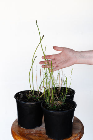 Mary Washington Asparagus - Hundred Acre Wood School