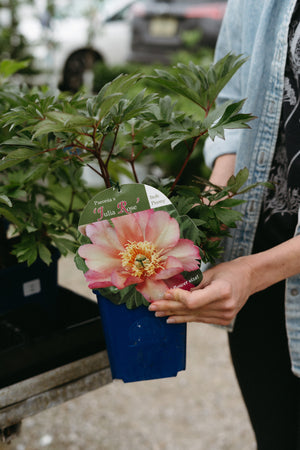 Julia Rose Itoh Peony (Paeonia)