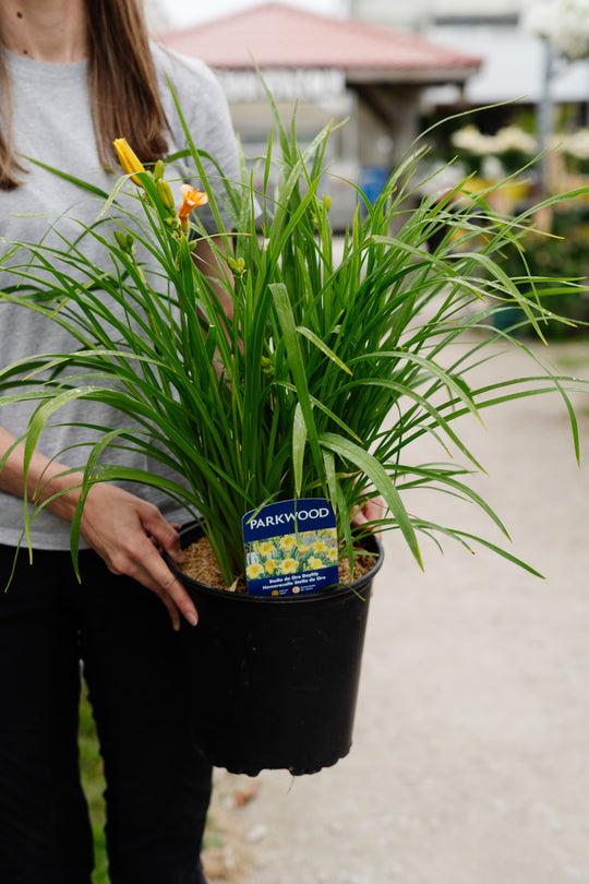 Hemerocallis Stella D'oro Daylily #2