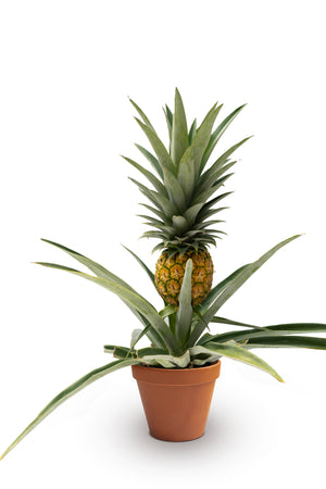 potted pineapple plant 6" Pineapple Plant – Anna's Garden, Home & Wellness