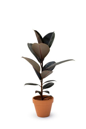 6" Ficus Elastica Burgundy "Rubber Tree"