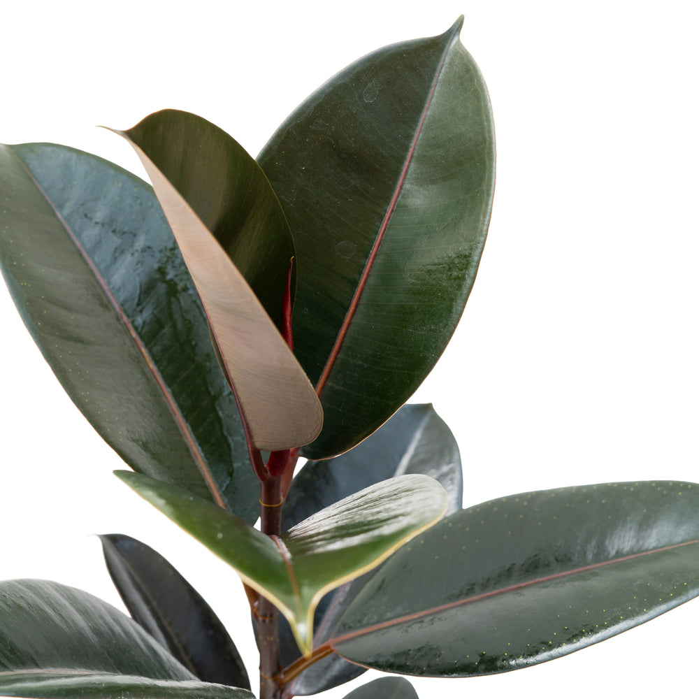 6" Ficus Elastica Burgundy "Rubber Tree"